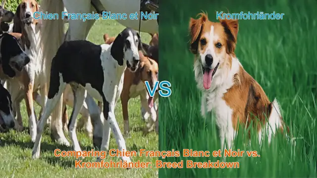 Video thumbnail for Comparing Chien Français Blanc et Noir vs. Kromfohrländer: Breed Breakdown