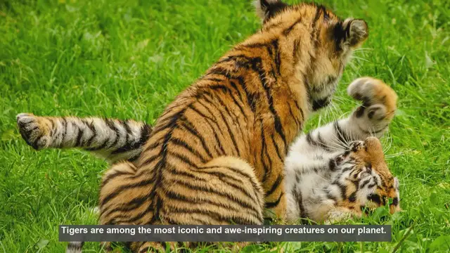 Video thumbnail for 10 Tiger Species: From Sumatran to Sunda