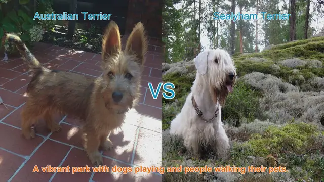 Video thumbnail for Charming Terriers: Australian vs. Sealyham - A Breed Comparison
