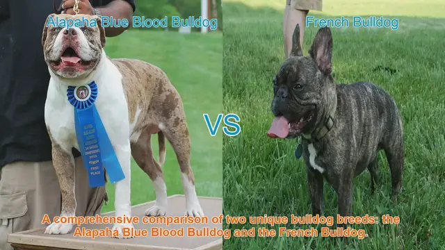 Video thumbnail for Alapaha Blue Blood Bulldog VS French Bulldog
