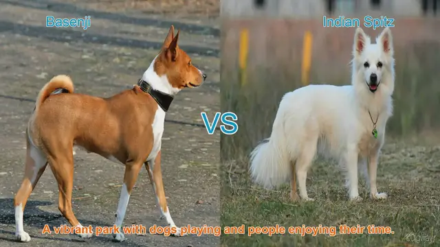 Video thumbnail for Basenji vs. Indian Spitz: A Breed Comparison
