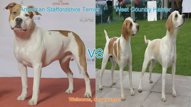 Video thumbnail for American Staffordshire Terrier vs. West Country Harrier: A Breed Comparison