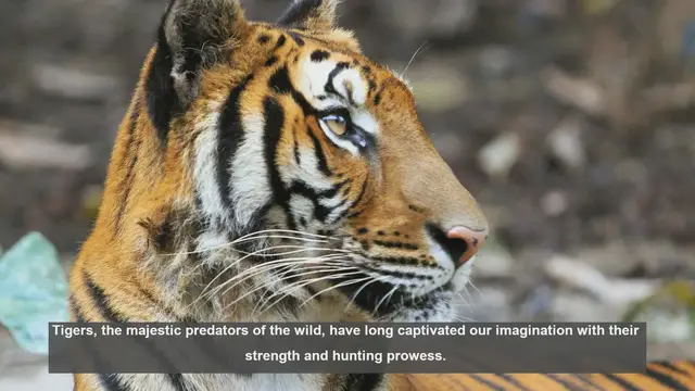 Video thumbnail for 10 Regional Differences in Tiger Hunting Techniques