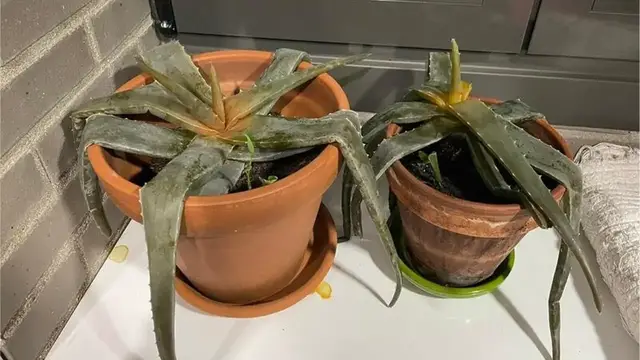 'Video thumbnail for Aloe Vera helada, congelada o nevada. Diagnóstico y solución'
