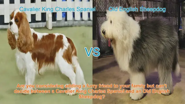 Video thumbnail for Cavalier King Charles Spaniel vs. Old English Sheepdog: A Detailed Comparison