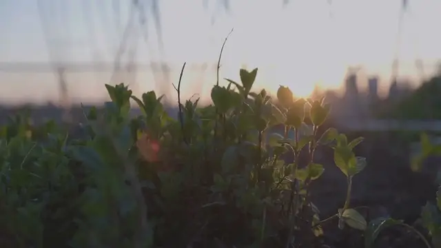 Video thumbnail for Creating a patio herb garden