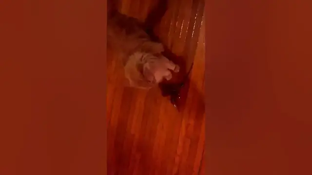 Video thumbnail for Parker the Dragoon | Parker The Cat