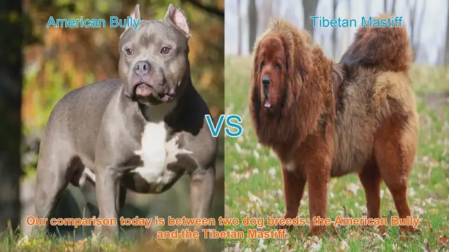 Video thumbnail for American Bully vs. Tibetan Mastiff: A Comprehensive Breed Comparison