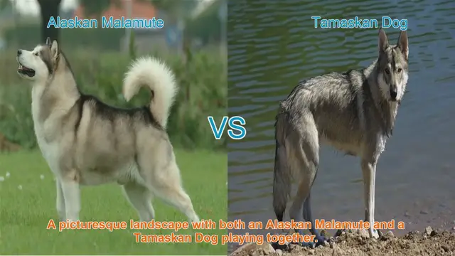 Video thumbnail for Alaskan Malamute vs. Tamaskan Dog: A Comprehensive Comparison