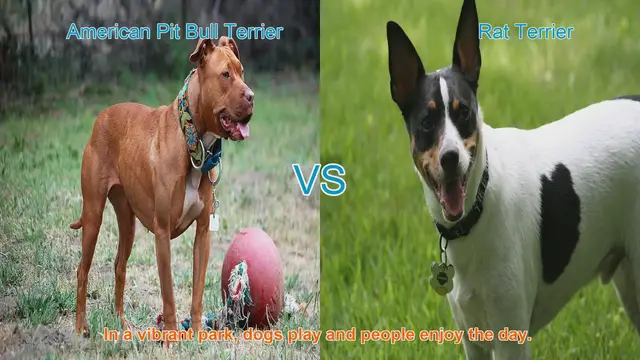 Video thumbnail for American Pit Bull Terrier VS Rat Terrier