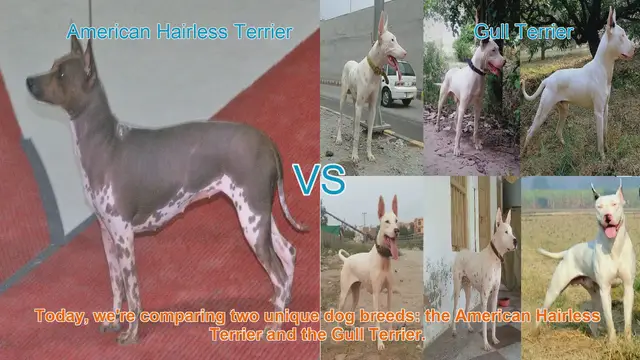 Video thumbnail for American Hairless Terrier vs. Gull Terrier: A Breed Comparison