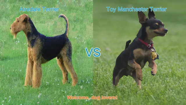 Video thumbnail for Airedale Terrier vs. Toy Manchester Terrier: A Comprehensive Comparison