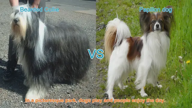 Video thumbnail for Bearded Collie vs. Papillon: A Comparison of Two Charming Dog Breeds