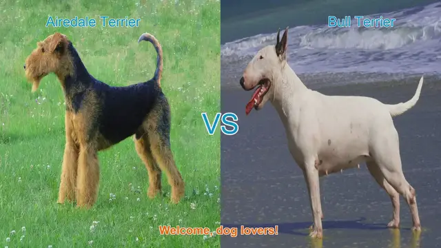 Video thumbnail for Airedale Terrier vs. Bull Terrier: A Comprehensive Comparison
