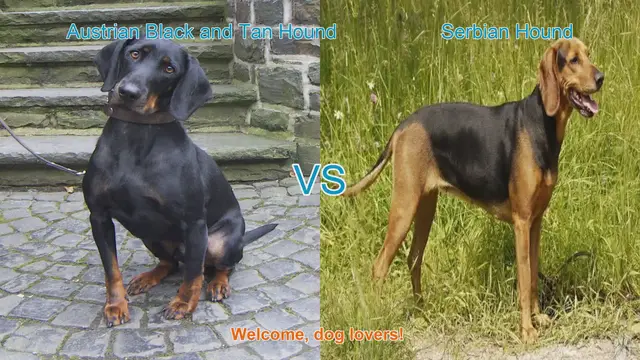 Video thumbnail for Austrian Black and Tan Hound vs. Serbian Hound: A Comprehensive Comparison