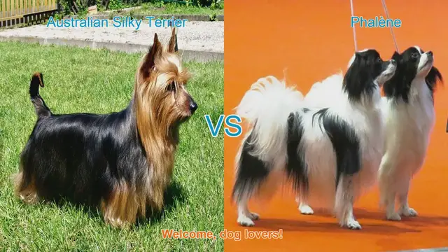 Video thumbnail for Comparing Australian Silky Terrier and Phalène: A Guide for Dog Lovers