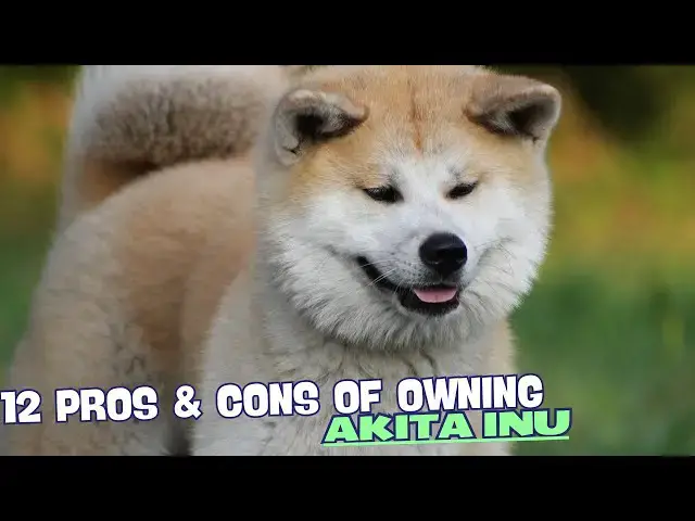 Video thumbnail for 12 Pros & Cons of Owning an Akita Inu 🐾