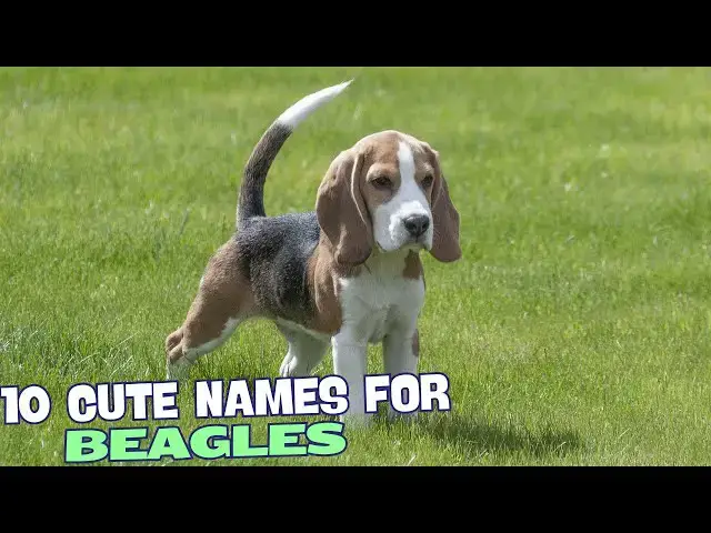 Video thumbnail for 10 Cute Names for Your Beagle! 🐾