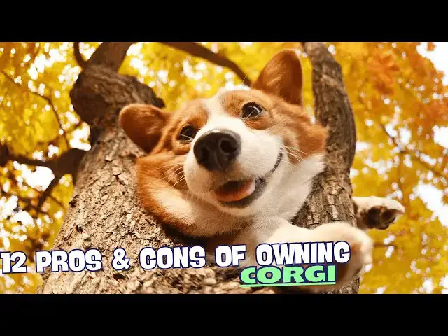 Video thumbnail for 12 Pros & Cons of Owning a Corgi🐾