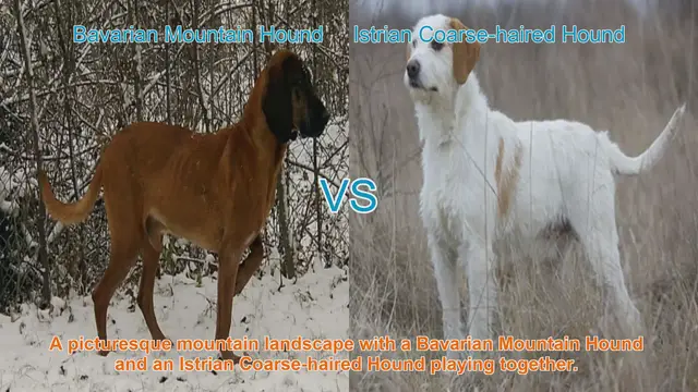 Video thumbnail for Bavarian Mountain Hound vs. Istrian Coarse-haired Hound: A Comparative Guide