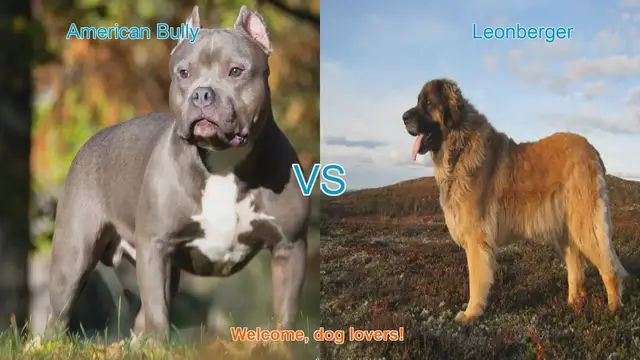 Video thumbnail for American Bully vs. Leonberger: A Comparison of Two Unique Dog Breeds