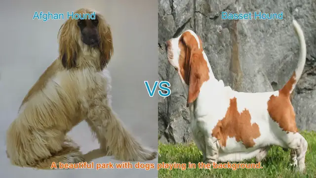 Video thumbnail for Afghan Hound vs. Basset Hound: A Complete Guide