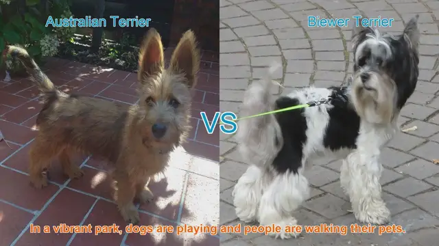 Video thumbnail for Australian Terrier vs. Biewer Terrier: A Comparison of Charming Dog Breeds