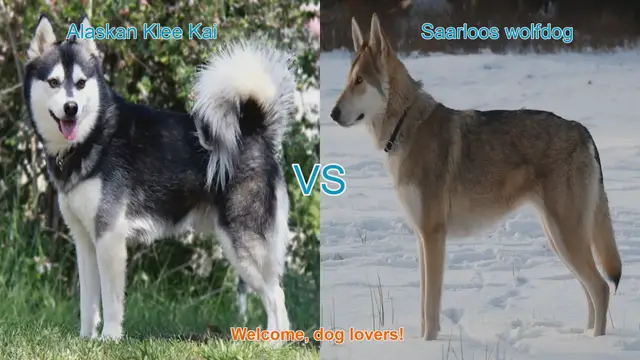 Video thumbnail for Alaskan Klee Kai VS Saarloos wolfdog