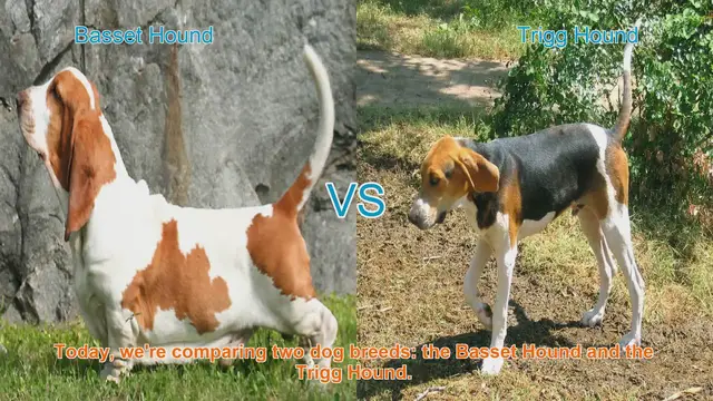 Video thumbnail for Basset Hound vs. Trigg Hound: A Comprehensive Comparison