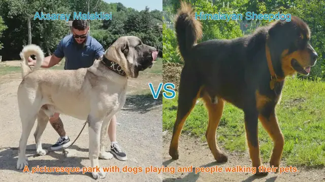 Video thumbnail for Aksaray Malaklisi vs. Himalayan Sheepdog: Breed Comparison Guide