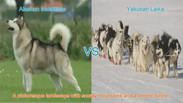 Video thumbnail for Alaskan Malamute vs. Yakutian Laika: A Comprehensive Comparison