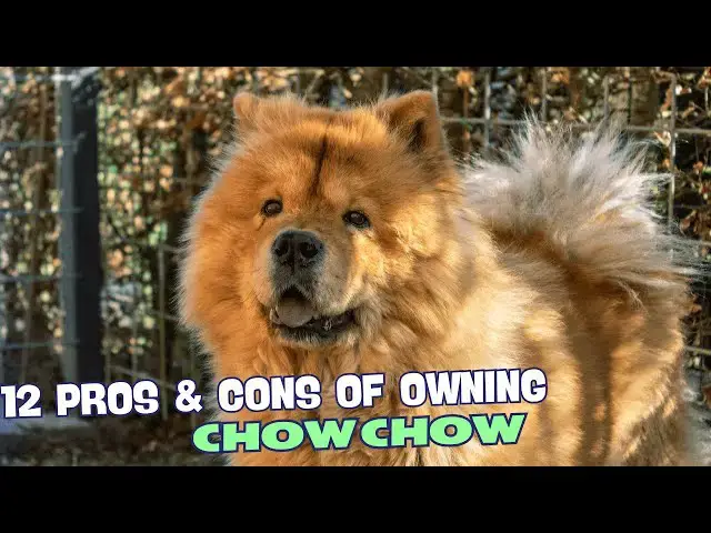 Video thumbnail for 12 Pros & Cons of Owning a Chow Chow! 🐾