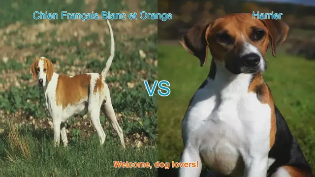 Video thumbnail for Chien Français Blanc et Orange vs. Harrier: A Comparison of Two Hunting Breeds
