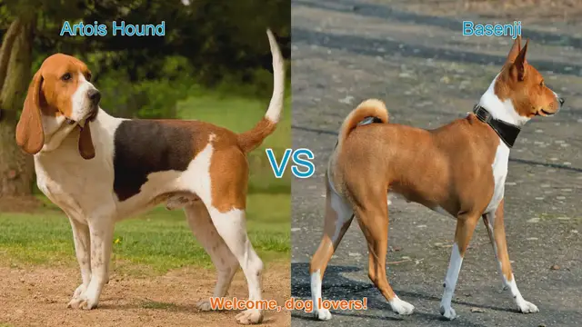 Video thumbnail for Artois Hound vs. Basenji: A Comparison of Unique Dog Breeds