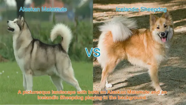 Video thumbnail for Alaskan Malamute VS Icelandic Sheepdog