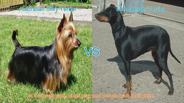 Video thumbnail for Comparing Australian Silky Terrier and Manchester Terrier: A Breed Comparison