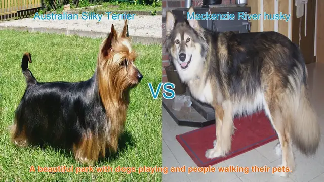 Video thumbnail for Comparing Australian Silky Terrier and Mackenzie River Husky: Breeds Unveiled