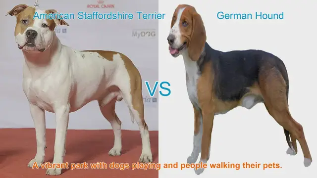 Video thumbnail for Comparing American Staffordshire Terrier and German Hound: A Comprehensive Guide