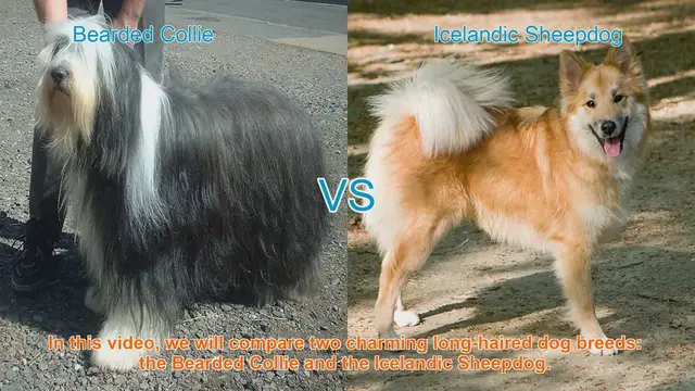 Video thumbnail for Bearded Collie vs. Icelandic Sheepdog: A Charming Comparison