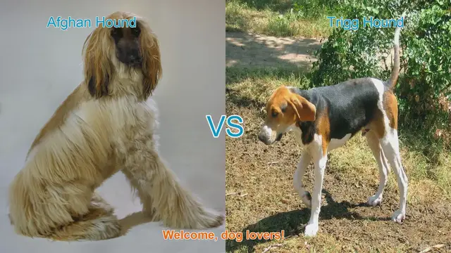 Video thumbnail for Afghan Hound vs. Trigg Hound: A Tail-Wagging Comparison