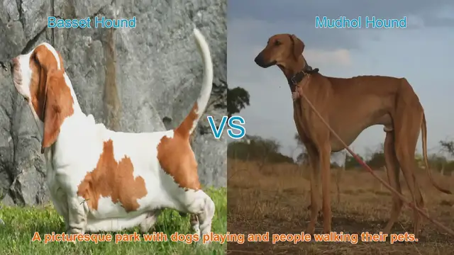 Video thumbnail for Basset Hound vs. Mudhol Hound: A Comparative Guide