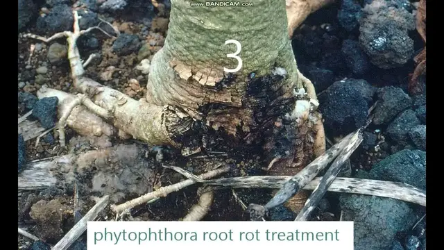'Video thumbnail for phytophthora root rot treatment'