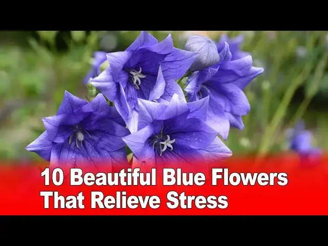 Video thumbnail for 10 Beautiful Blue Flowers That Relieve Stress