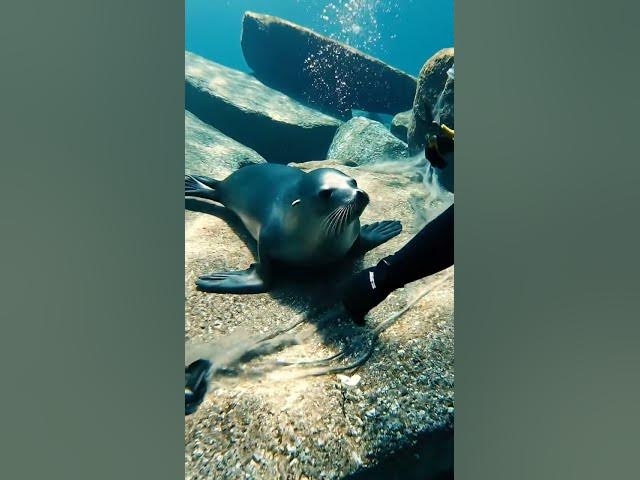 Video thumbnail for Emotional Seal Rescue at Sea 🦭 | Scuba Diver Saves Wildlife (AI Video)