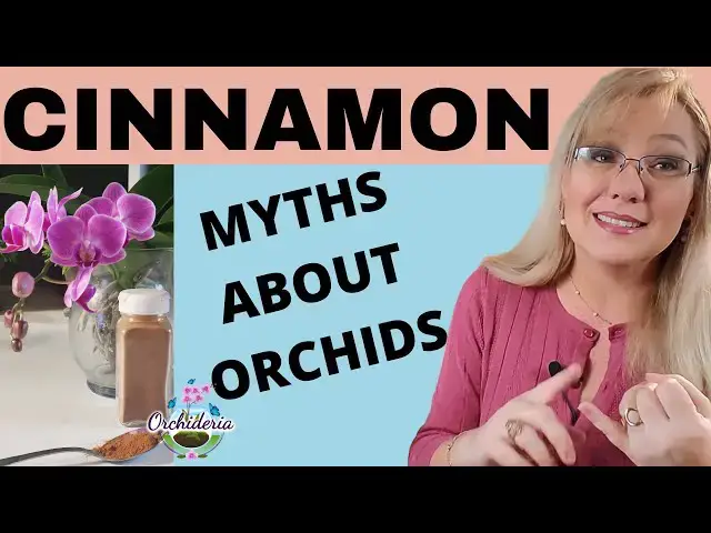 'Video thumbnail for Cinnamon: Myth-Busting Ideas about Orchids & Cinnamon'