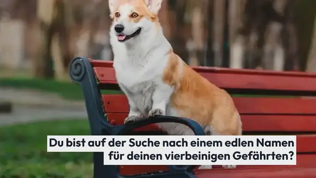 Video thumbnail for 150+ männliche & weibliche edle Hundenamen (mit Bedeutung)