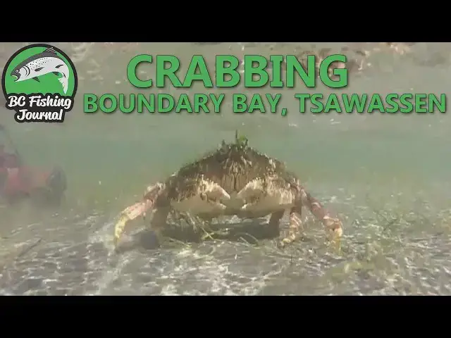 Video thumbnail for Dungeness Crabbing with my hands - Boundary Bay, Tsawwassen (techno remix)