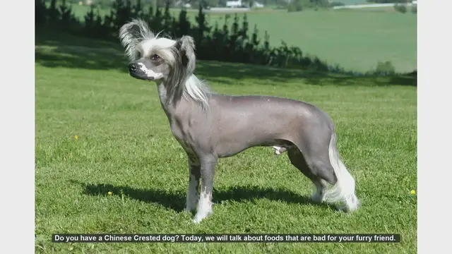 Video thumbnail for Dangerous Foods for Your Chinese Crested Dog: What to Avoid