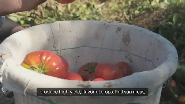 Video thumbnail for Full Sun Vegetables Gardening