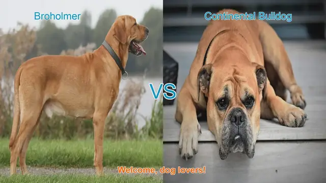 Video thumbnail for Broholmer vs. Continental Bulldog: A Comprehensive Comparison